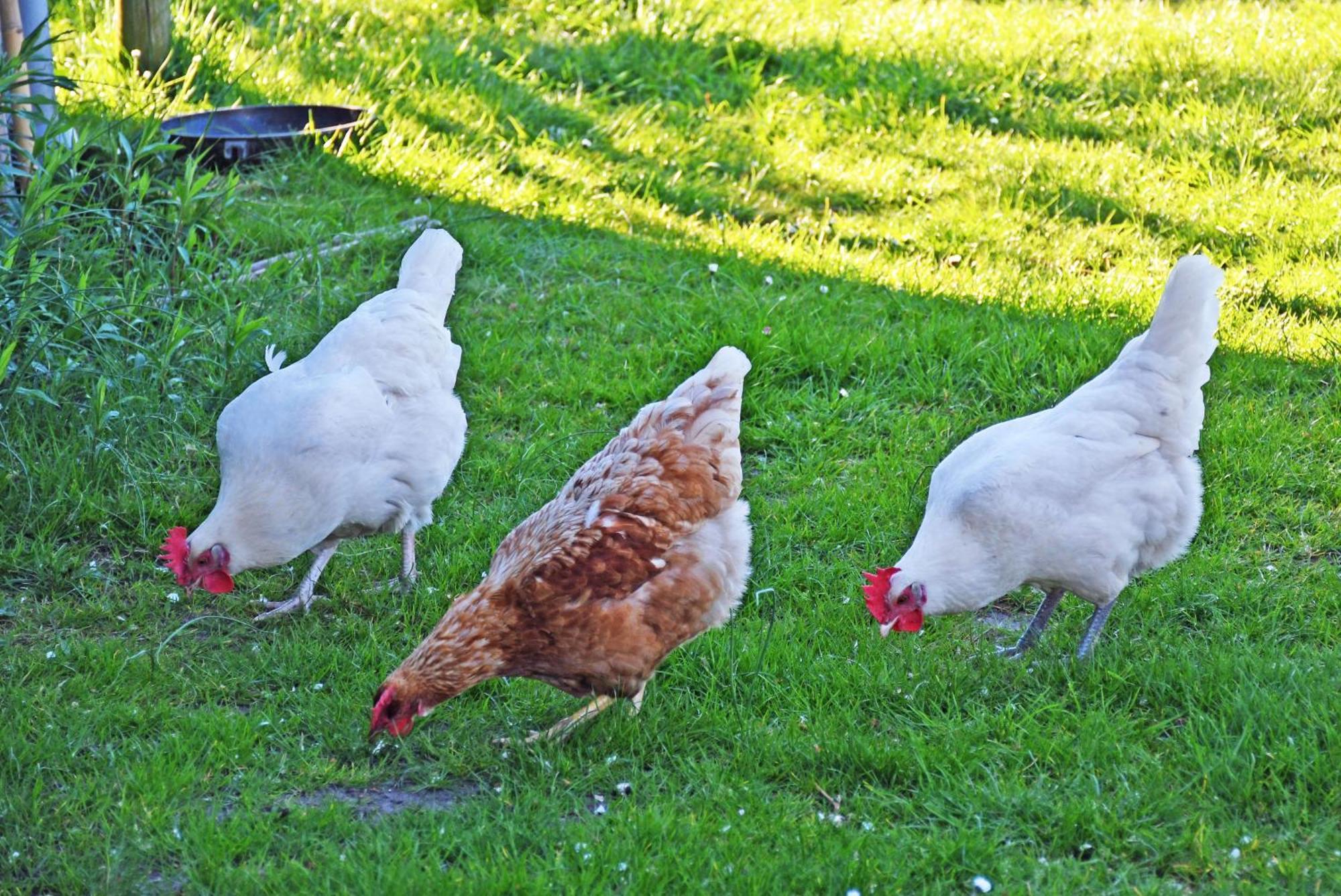 Ferienwohngen in Baabe beim Fischer und sin Fru! Exterior foto